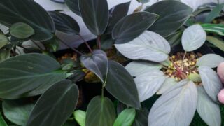 [SEW] Homalomena sp.【LA1111-00】