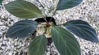 [SE] Homalomena sp.【LA1111-00】