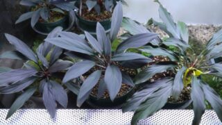 [NJ] Homalomena sp.【LA0518-02】