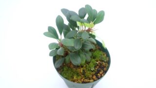 [AM] Homalomena sp.【問屋便】