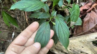 Homalomena cf. asperifolia Padang K0625-2