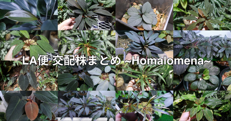 LA便 交配株まとめ ~Homalomena~