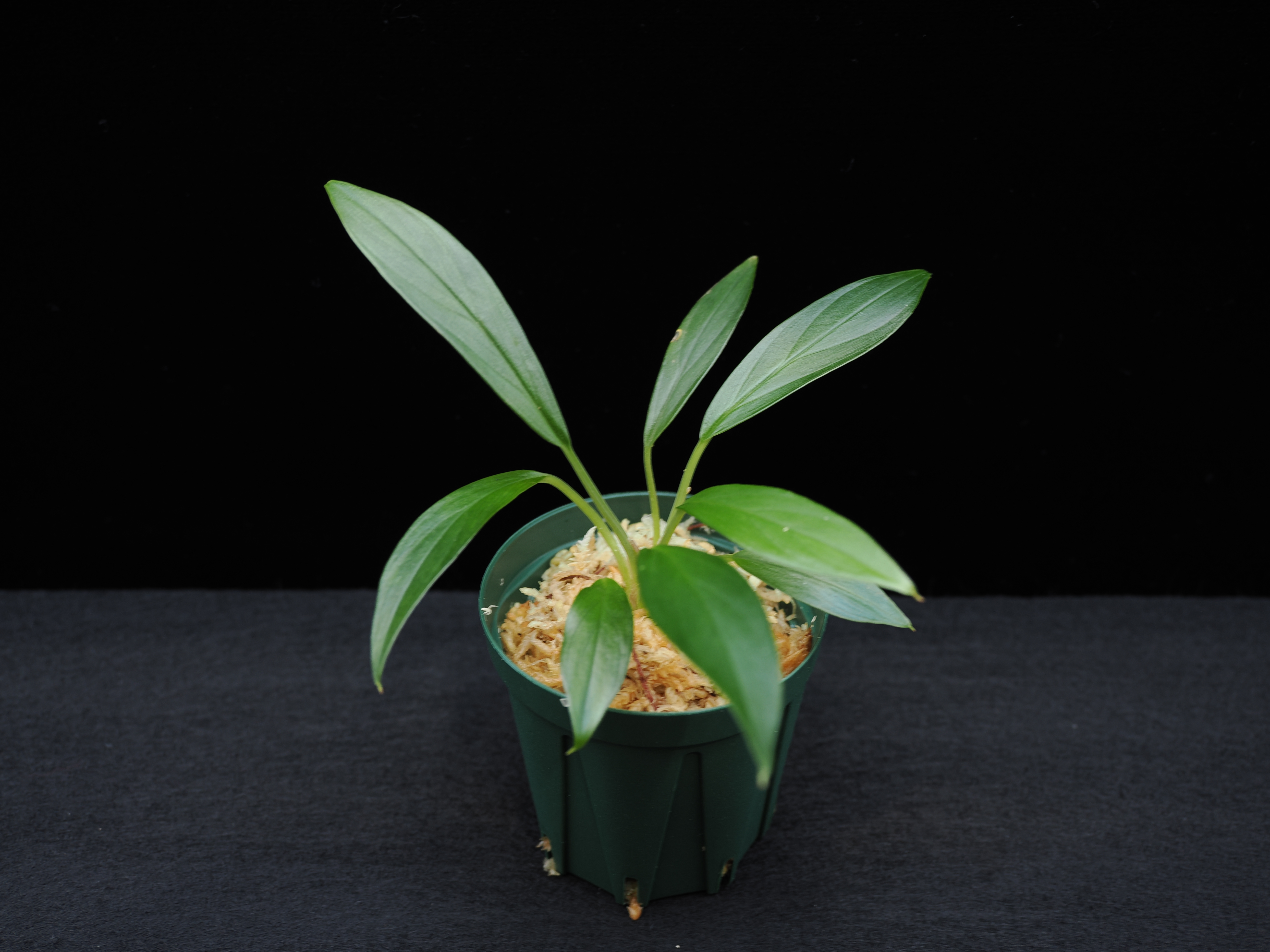 Homalomena sp. “Green” from Sumatera barat【問屋便】｜iPlants