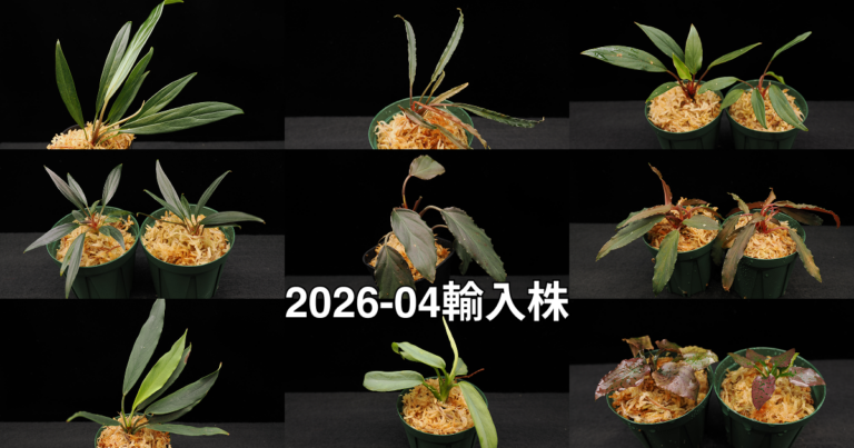 2026-04輸入株