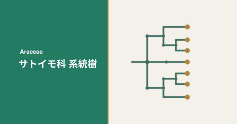 サトイモ科 系統図 ─ 連と属の分類一覧