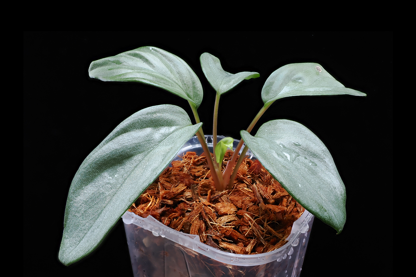 Homalomena cf. humilis '銀2' Cameron Highlands TK150306CH