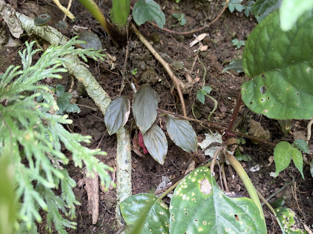 Homalomena sp. Sukabumi, West Java【IP1026-2-1】No.2