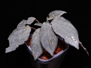 Homalomena sp. "Sunshine" BNN S級 from Siborga timur[26-1016otr]