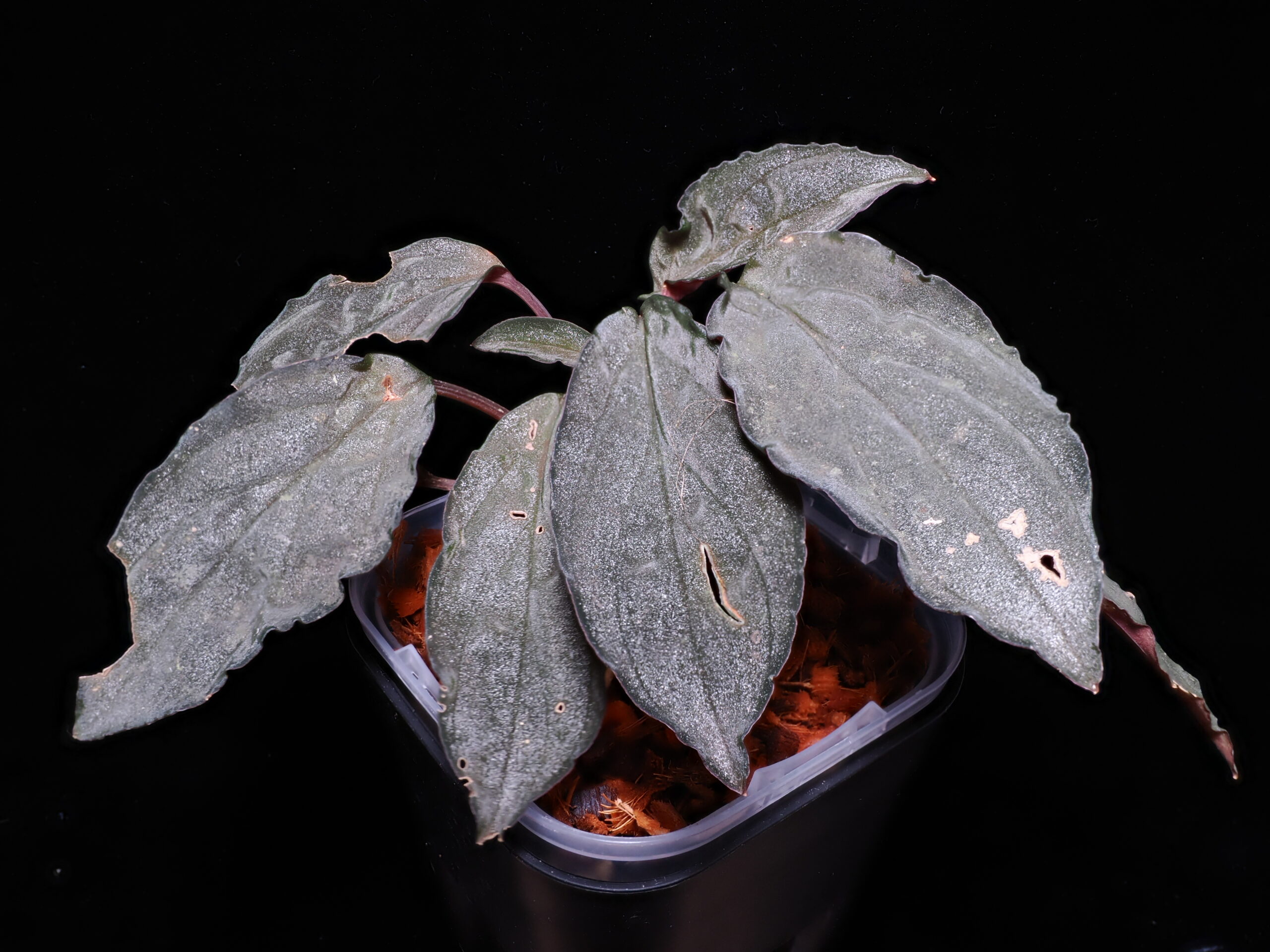 Homalomena sp. "Sunshine" BNN S級 from Siborga timur[26-1016otr]