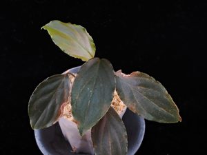 Homalomena sp. Sukabumi, West Java【IP1026-2-1】No.2